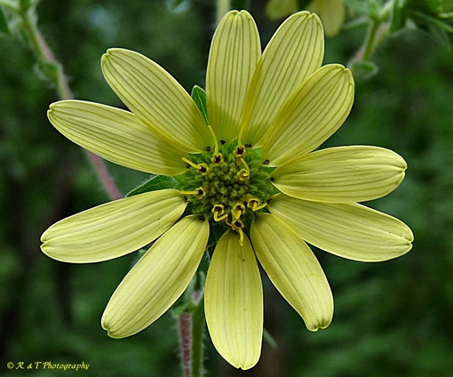 {Silphium mohrii}